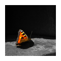 Бабочка на железной коре
