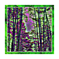 Кислотный лес